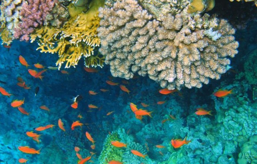 El Cairo y Sharm el Sheikh – Viaje de 8 días