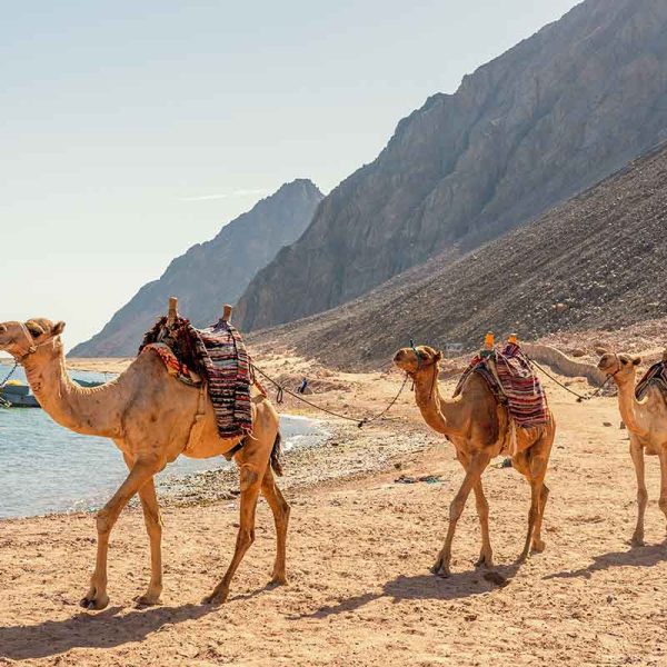 Dahab (1)
