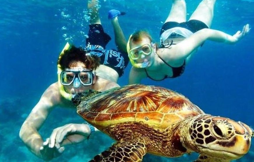 Marsa Alam: Snorkeling Trip With Dugong And Turtles