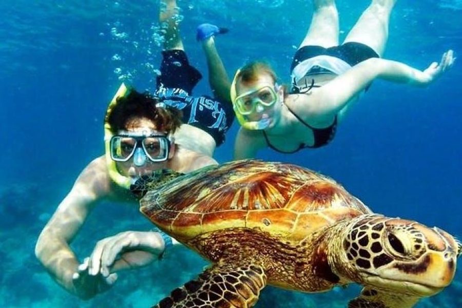 Marsa Alam: Snorkeling Trip With Dugong And Turtles