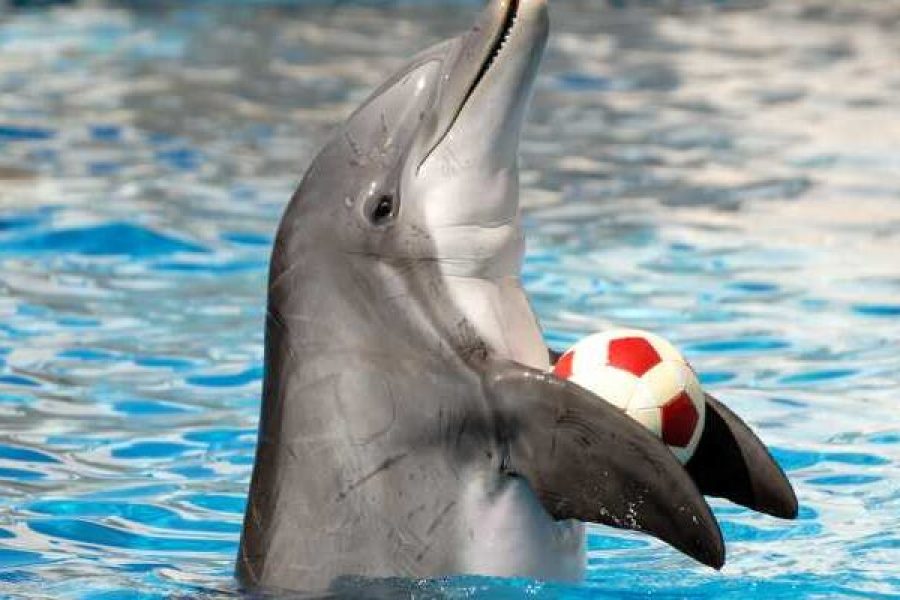 Hurghada: 2 In 1 Trip Dolphin World Show And Mini Egypt Park