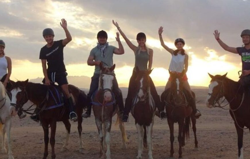 Sharm El Sheikh: 1-Hour Horseback Riding Experience