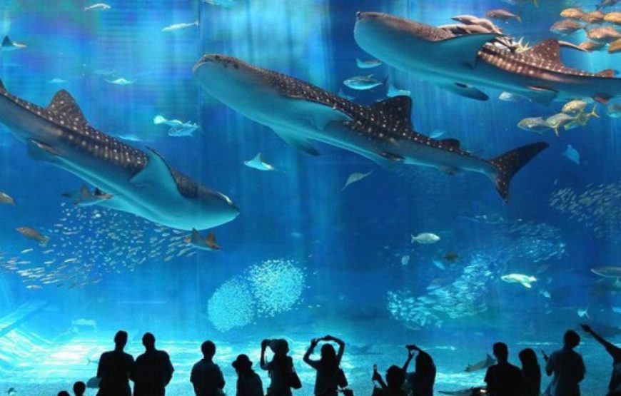 Hurghada: Grand Aquarium Entry Tickets And Transfer