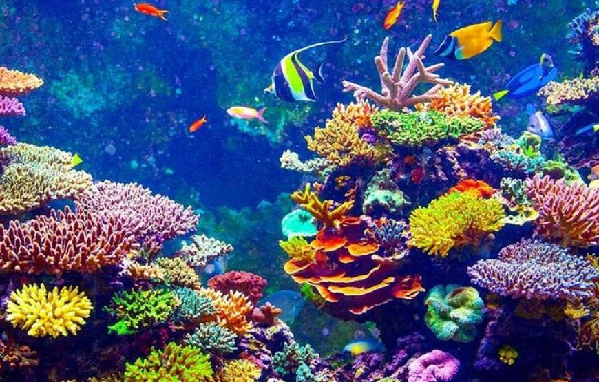 El Gouna: Sea Scope Submarine Trip With Drinks And Snorkeling