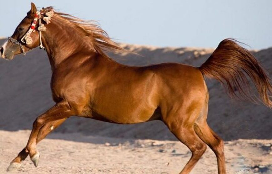 Sharm El Sheikh: 1-Hour Horseback Riding Experience