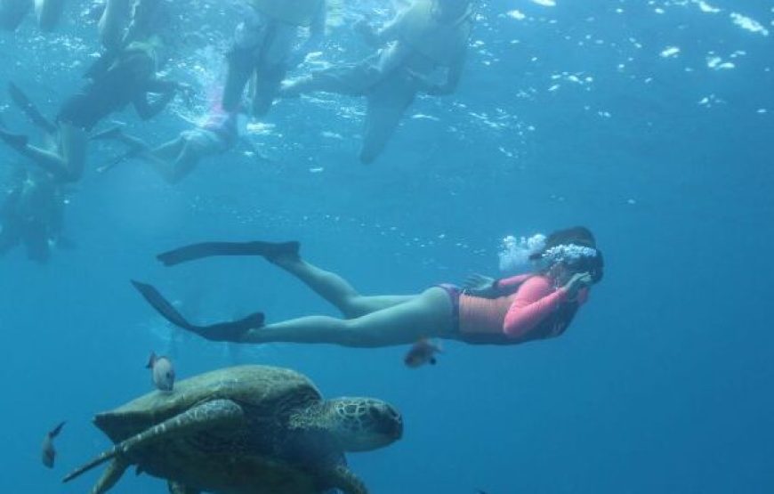 Hurghada: Dolphin House Snorkeling Day Tour With Lunch And Drinks