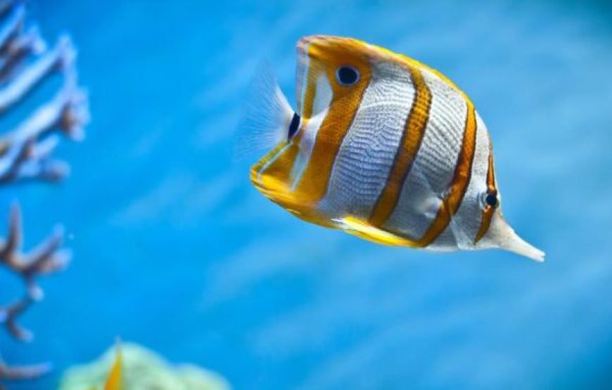 Sahl Hasheesh Boat Trip With Snorkeling And Lunch