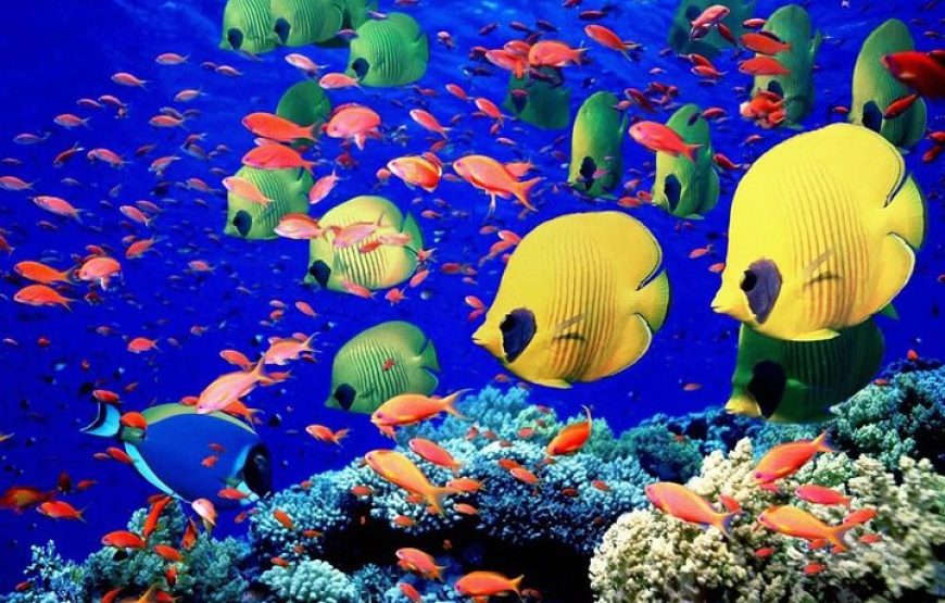 El Gouna: Sea Scope Submarine Trip With Drinks And Snorkeling
