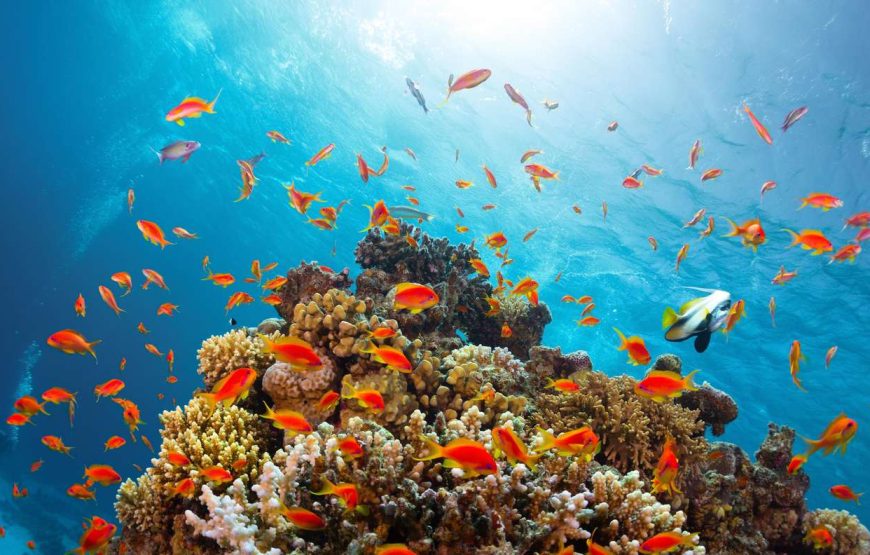 Marsa Alam: Snorkeling Trip With Dugong And Turtles