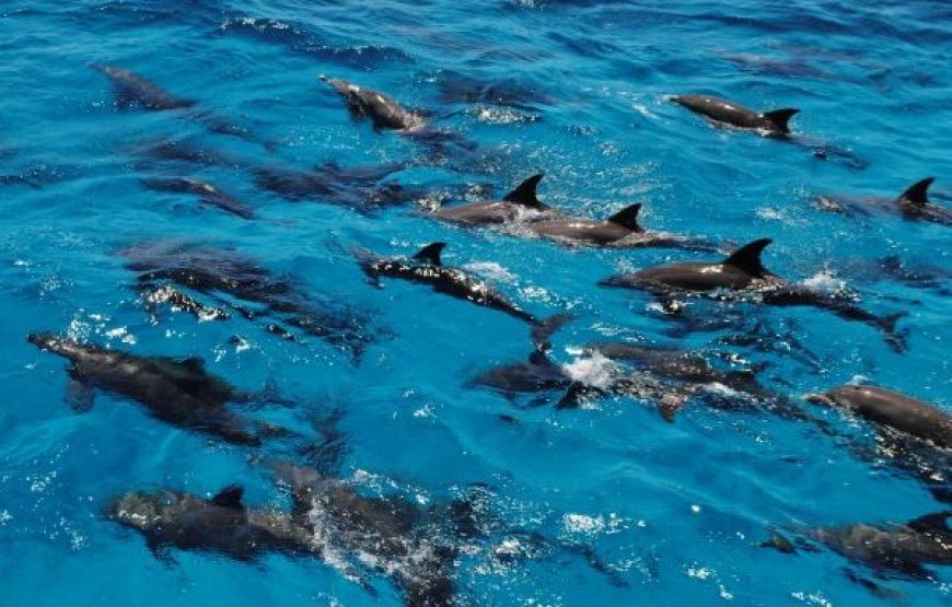 Hurghada: Dolphin House Snorkeling Day Tour With Lunch And Drinks