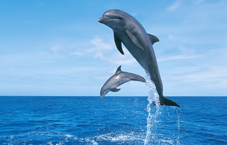Hurghada: Dolphin House Snorkeling Day Tour With Lunch And Drinks