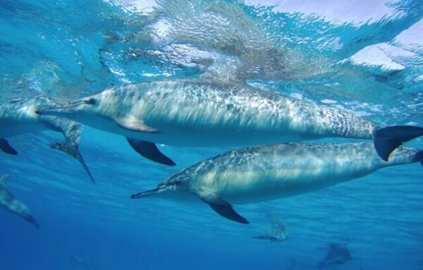 Hurghada: Dolphin House Snorkeling Day Tour With Lunch And Drinks