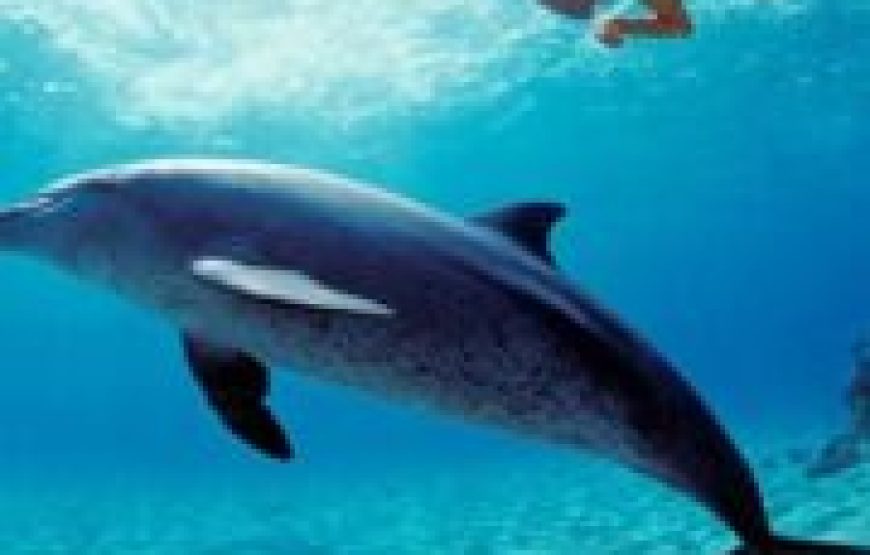 Hurghada: Dolphin House Snorkeling Day Tour With Lunch And Drinks
