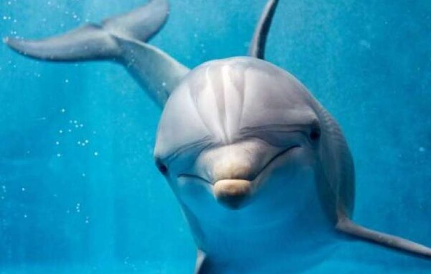 Hurghada: Dolphin House Snorkeling Day Tour With Lunch And Drinks