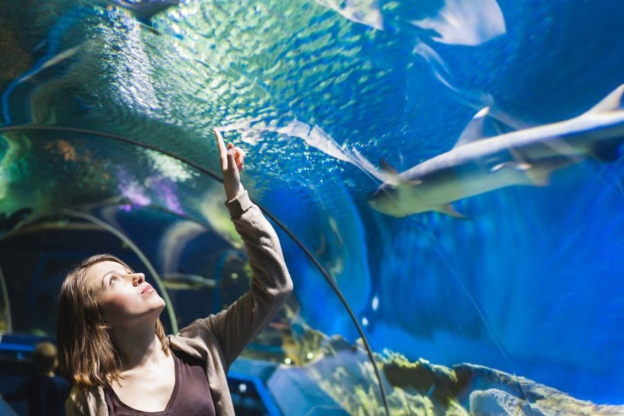 Hurghada: Grand Aquarium Entry Tickets And Transfer