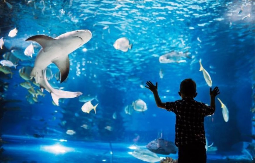 Hurghada: Grand Aquarium Entry Tickets And Transfer