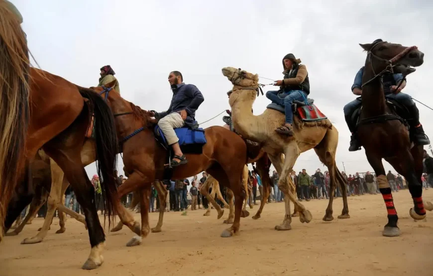 Marsa Alam: Horse And Camel Ride On The Desert Or Beach