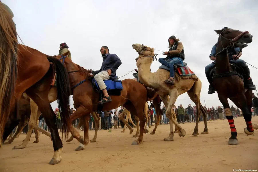 Marsa Alam: Horse And Camel Ride On The Desert Or Beach