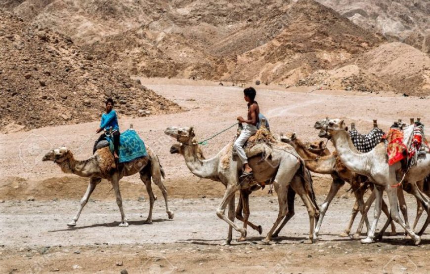 Sharm El Sheikh: Camel Ride & Bedouin Tea