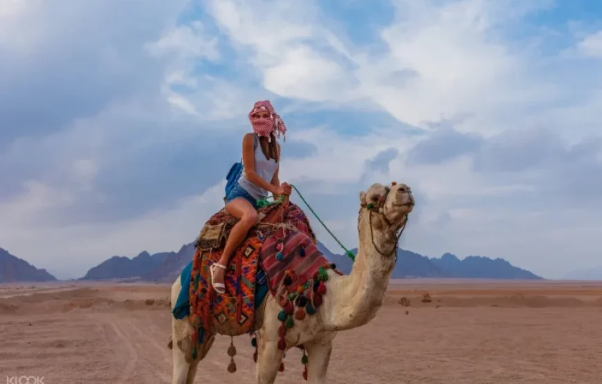 Sharm El Sheikh: Camel Ride & Bedouin Tea