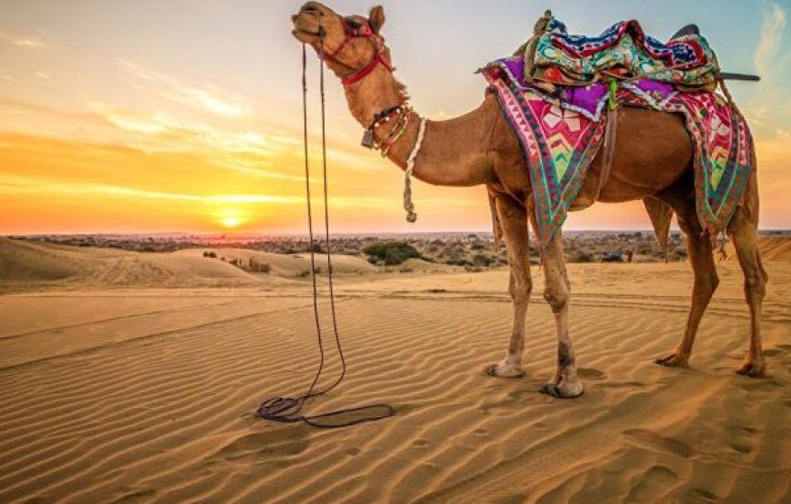Sharm El Sheikh: Camel Ride & Bedouin Tea