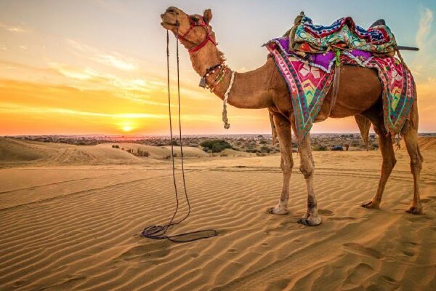Sharm El Sheikh: Camel Ride & Bedouin Tea