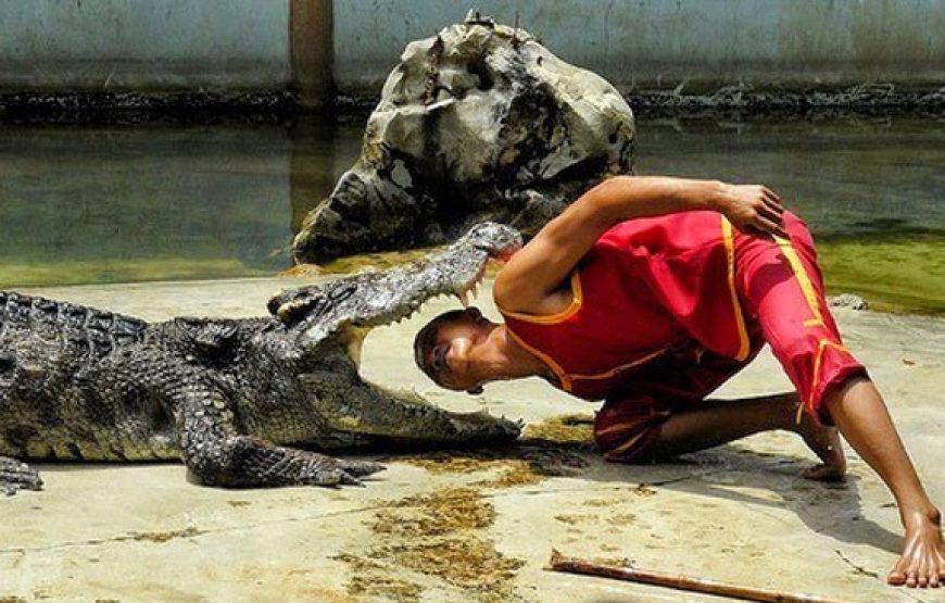 Sharm El Sheikh Crocodile Show – Dare to Watch?