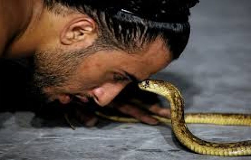 Sharm El Sheikh Crocodile Show – Dare to Watch?