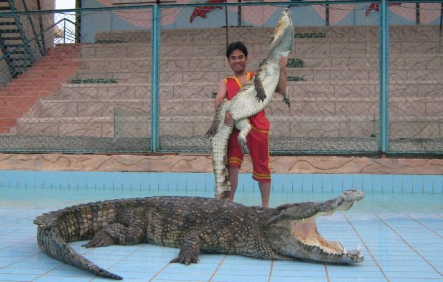 Sharm El Sheikh Crocodile Show – Dare to Watch?