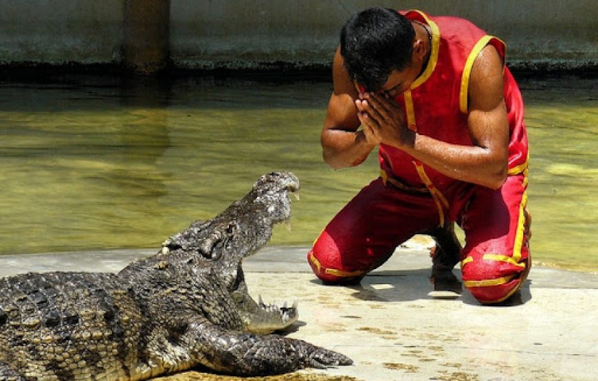 Sharm El Sheikh Crocodile Show – Dare to Watch?