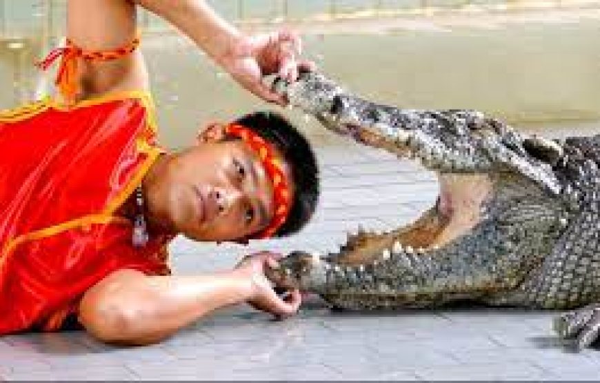 Sharm El Sheikh Crocodile Show – Dare to Watch?