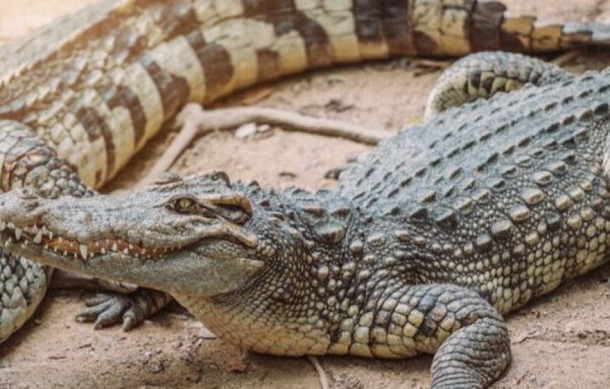 Sharm El Sheikh Crocodile Show – Dare to Watch?