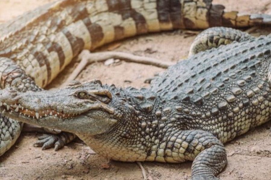 Sharm El Sheikh Crocodile Show – Dare to Watch?