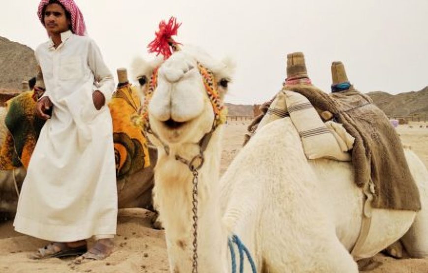 Sharm El Sheikh: Desert Buggy Safari