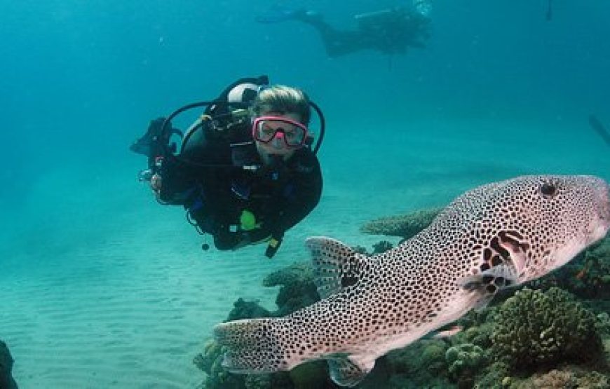 Sharm El Sheikh: Diving Intro Tour 2 Dives With Lunch