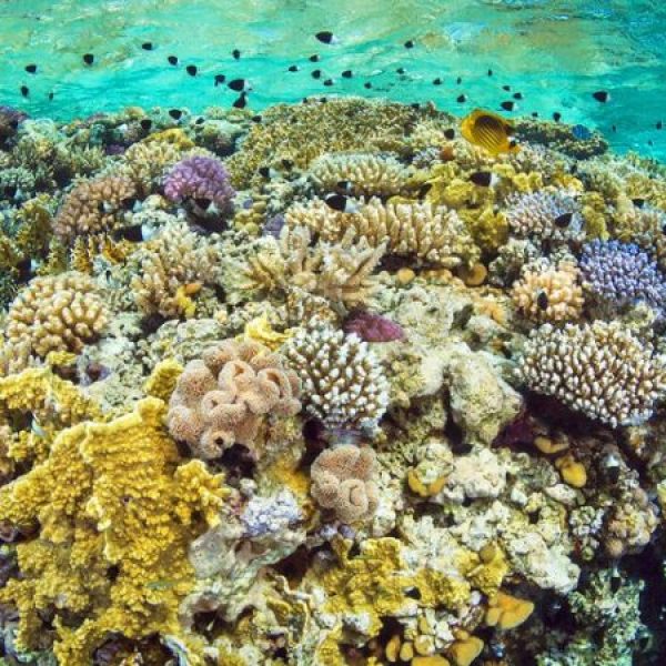 Sharm El Sheikh Diving Intro Tour 2 Dives With Lunch-3