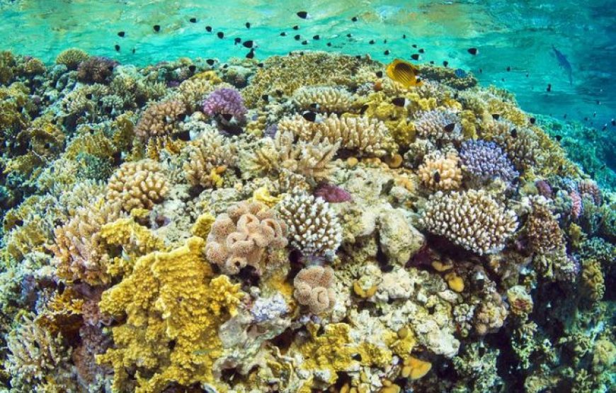 Sharm El Sheikh: Diving Intro Tour 2 Dives With Lunch