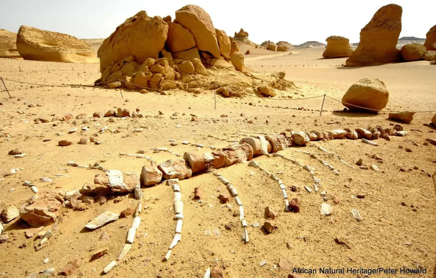 Cairo: Wadi El Hitan (Whale Valley) Desert Safari, Camel Ride & BBQ