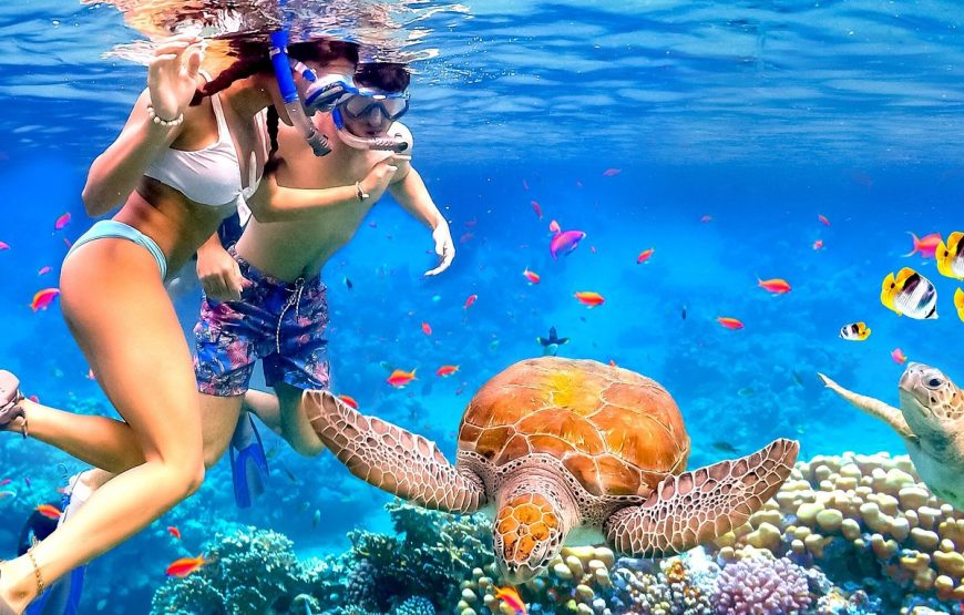 Marsa Alam: Snorkeling Trip With Dugong And Turtles