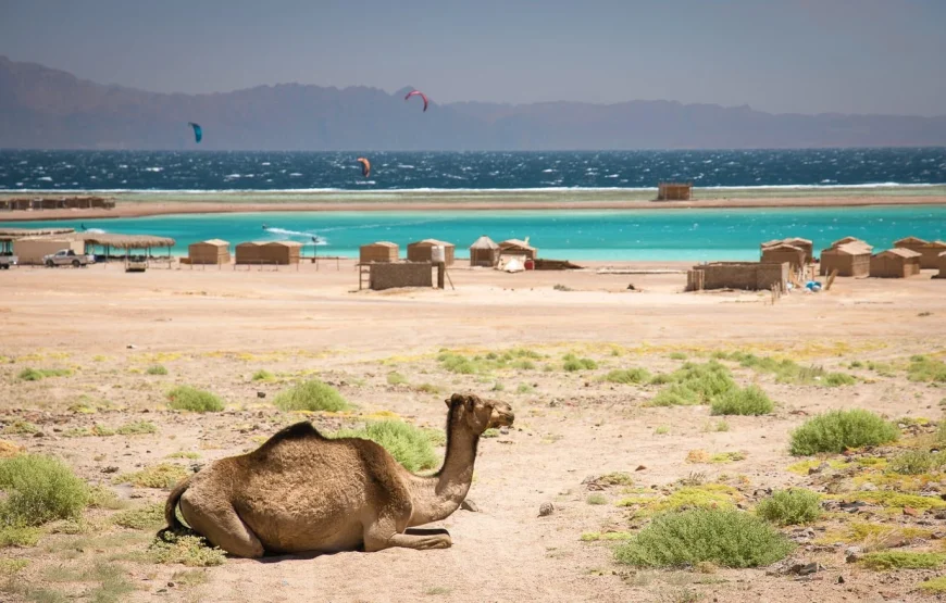 Dahab: Quad Biking, Snorkeling, Diving & Camel Riding