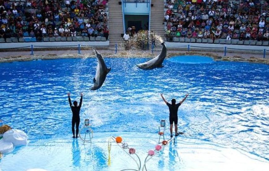 Hurghada: Dolphin World Show Tickets And Transfers