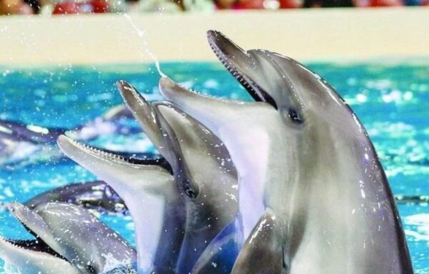El Gouna: 2 In 1 Trip Dolphin World Show And Mini Egypt Park With Transfers