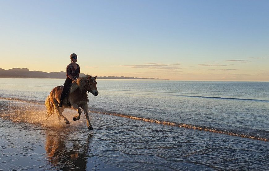 Makadi Bay: Horse Ridding Along The Sea With Swimming