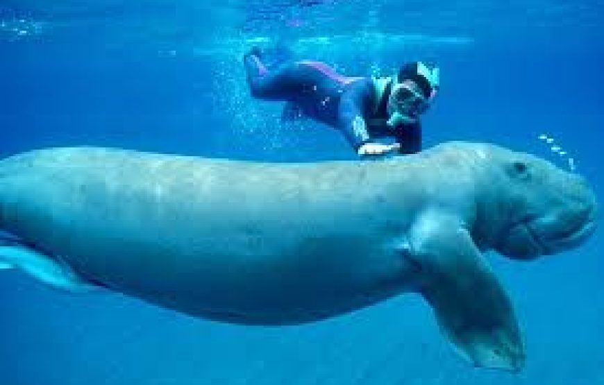 Marsa Alam: Snorkeling Trip With Dugong And Turtles