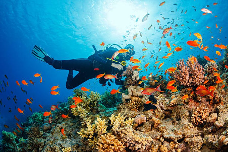 Hurghada: Half-Day Sailing Cruise With Snorkeling & Transfers
