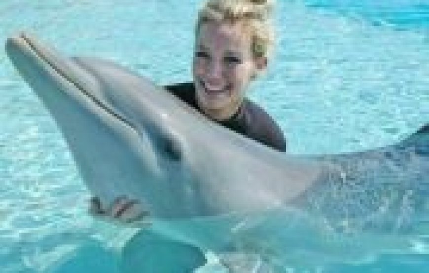 Hurghada: Dolphin World Show Tickets And Transfers