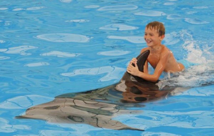 Hurghada: Dolphin World Show Tickets And Transfers