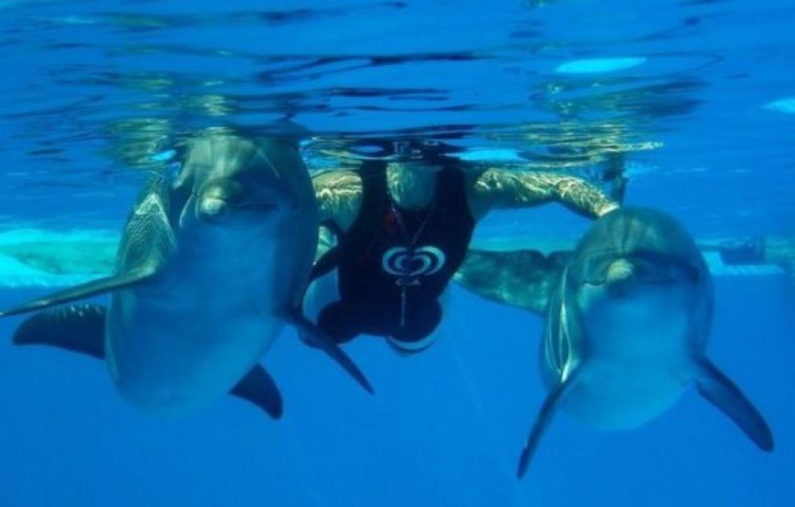 Hurghada: Dolphin World Show Tickets And Transfers