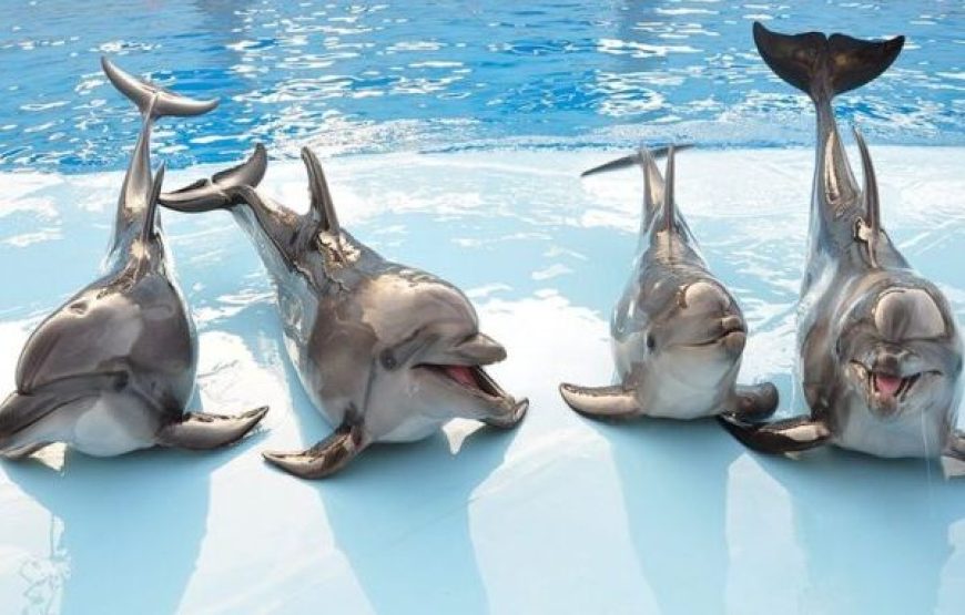 Hurghada: Dolphin World Show Tickets And Transfers