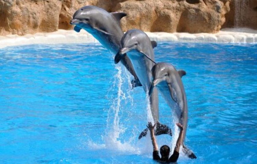 Hurghada: Dolphin World Show Tickets And Transfers